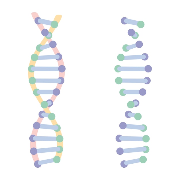 DNA-Helix-Kreidesymbol Desoxyribonukleinsäure-Struktur Chromosom Molekularbiologie