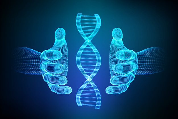 DNA-Sequenz in Händen. Drahtmodell-DNA-Molekülstrukturmasche.