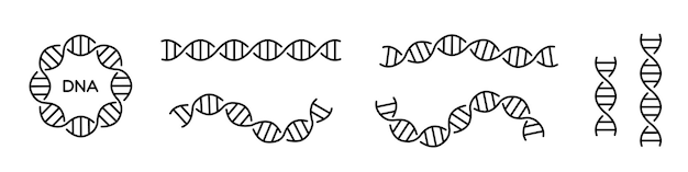 Vektor dna-symbol lange genetische molekülstruktur dna-symbollinie gesetzt editierbarer strich