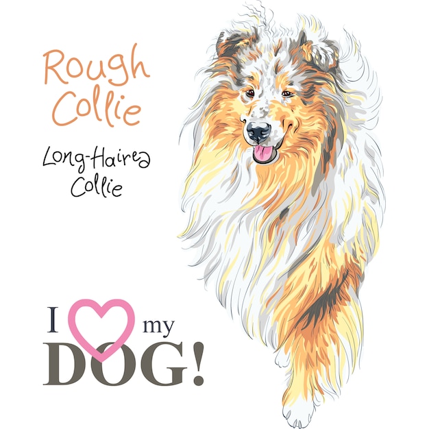 Dog rough collie rasse