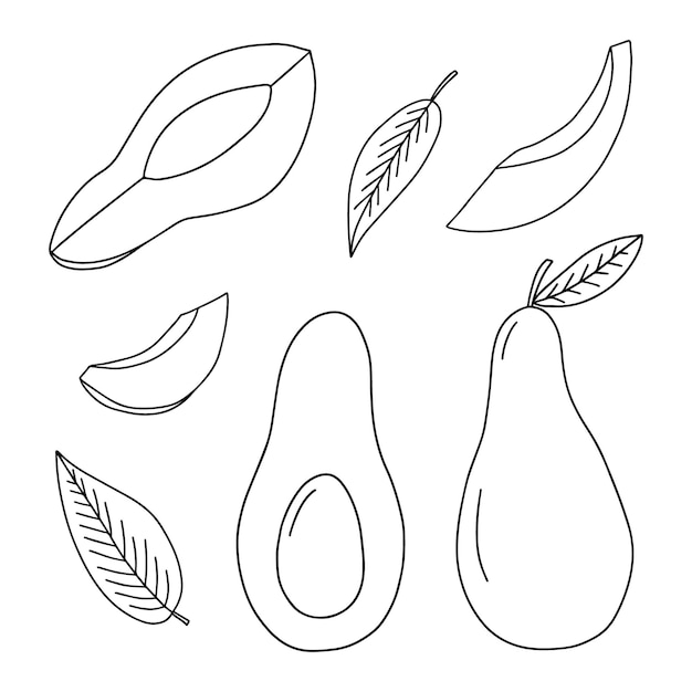 Vektor doodle-avocado-vektorillustration handgezeichnete avocado-skizze