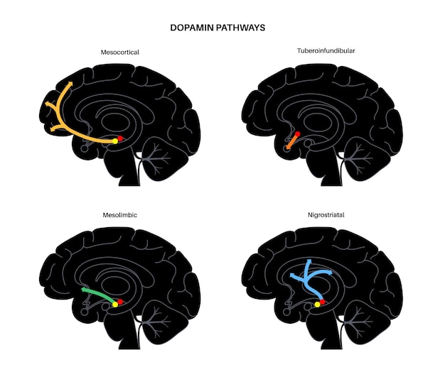 Dopaminweg im menschlichen gehirn. monoamin-neurotransmitter. motorsteuerungsvektorillustration