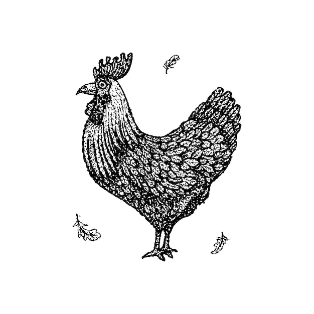 Dotwork huhn hahn. vektor-illustration des t-shirt-designs. tattoo hand gezeichnete skizze.