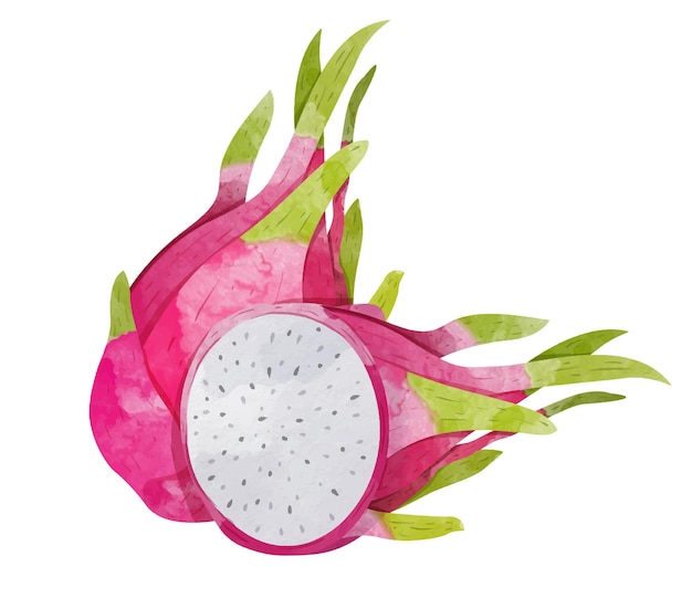 Dragon fruit design-elemente aquarell-stil vektor-illustration