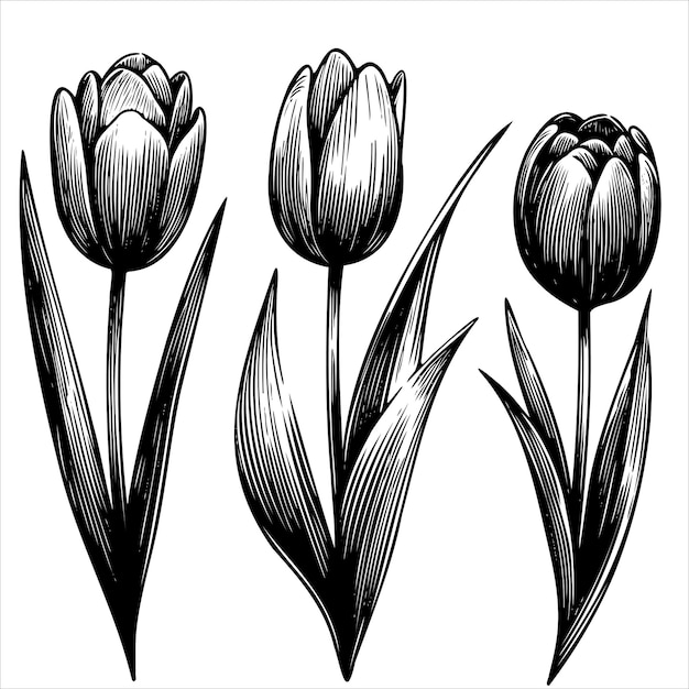 Drei schwarze Tulpen mit grünen Stängeln