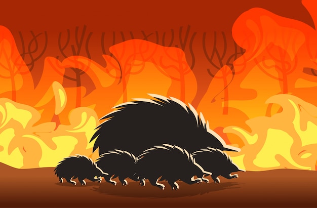 Echidna silhouetten ausgeführt von waldbränden in australien tiere sterben in lauffeuer bushfire brennenden bäumen naturkatastrophe konzept intensive orange flammen horizontal