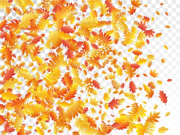 Eiche Ahorn Wildesche Rowan Blätter Vektor Herbstlaub auf tran