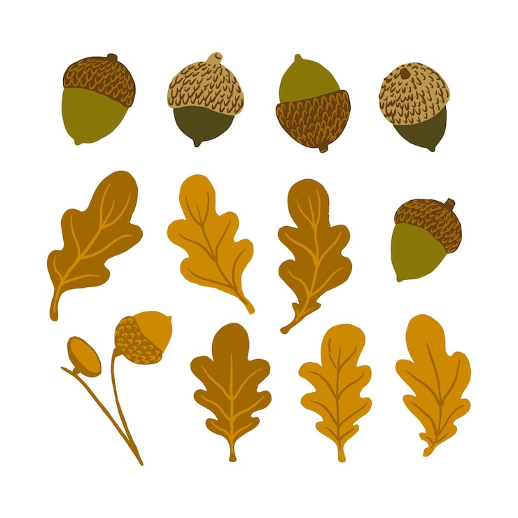 Vektor eichenblätter und eicheln-elementensatz handgezeichnete vektorgrafiken herbstzeit waldobjekte