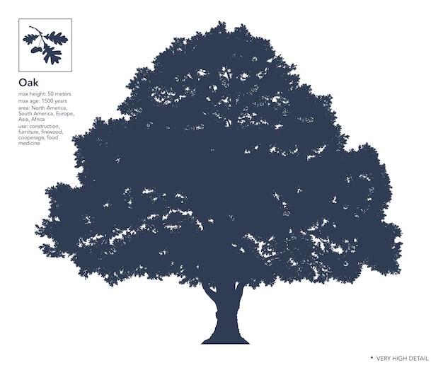 Eichensilhouette eiche auf weiß sehr detaillierte infografik-vektorillustration