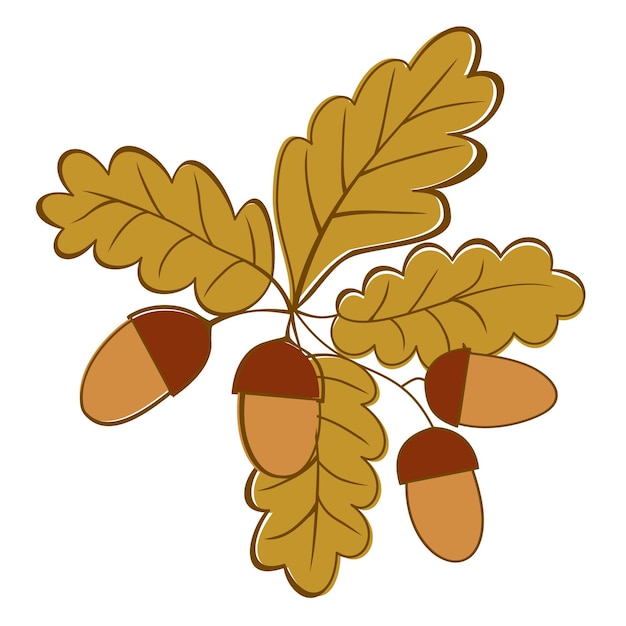 Eichenzweig mit Eicheln. Vektorillustration lokalisiert auf weißem Hintergrund. Herbstliches Konzept.