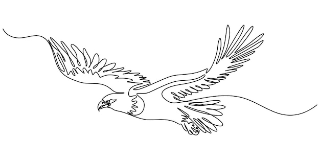 Ein Adler fliegt mit ausgebreiteten Flügeln im Himmel, ein großer Raubvogel fliegt in der Luft.