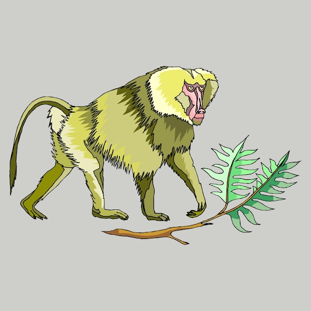 Ein Affe mit grünem Gesicht steht auf einem grauen Hintergrund