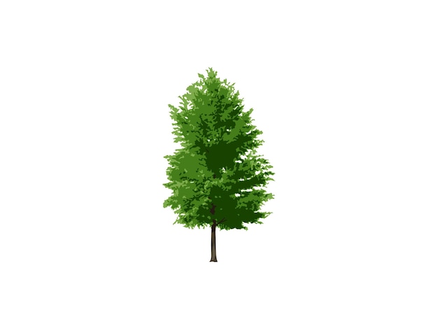ein Baum mit grünen Blättern und einem weißen Hintergrund