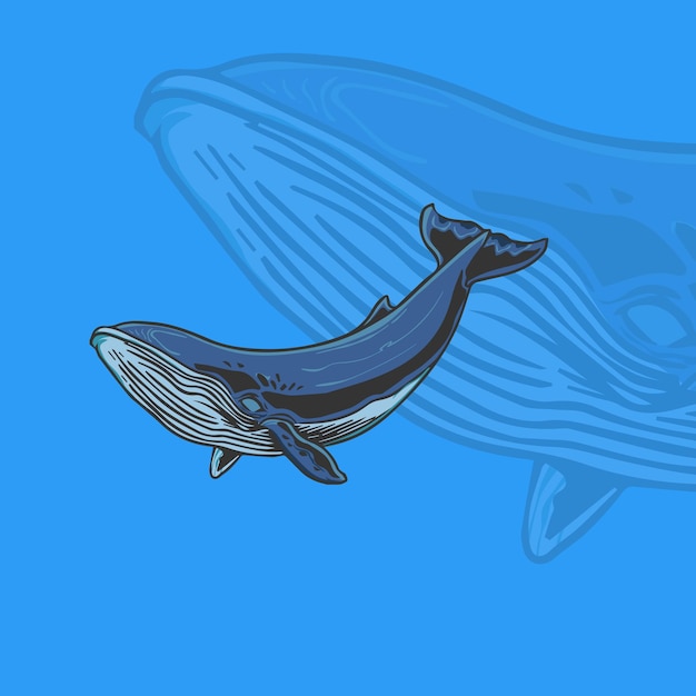 Ein Blauwal und ein Blauwal