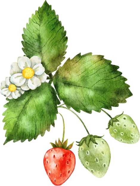 Ein bouquet von saftigen reifen roten erdbeeren und blättern mit aquarell gemalt
