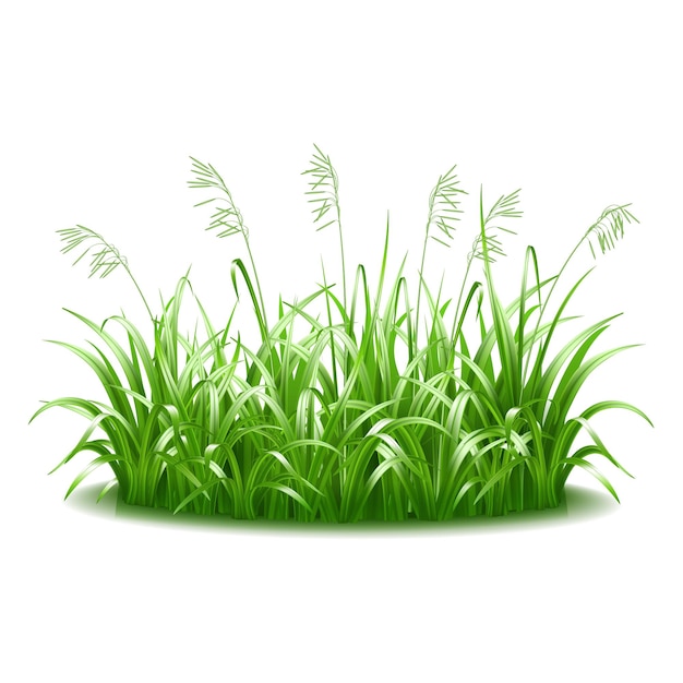 Ein dicker Büschel aus grünem, saftigem, hellem Gras Symbol eines Sommerrasens