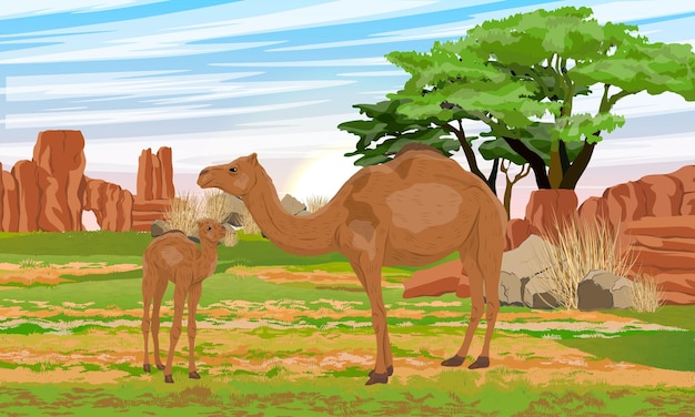 Vektor ein dromedärisches kamel und sein junge stehen auf einer wiese mit trockenem gras und roten felsen
