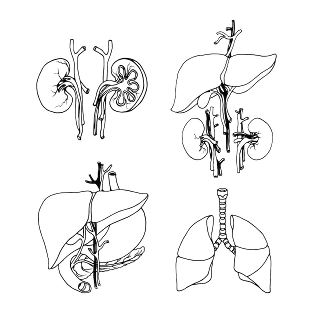Vektor ein satz menschlicher innerer organe in schwarzer tinte