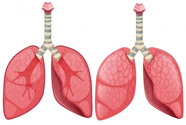 Vektor ein satz menschlicher lunge