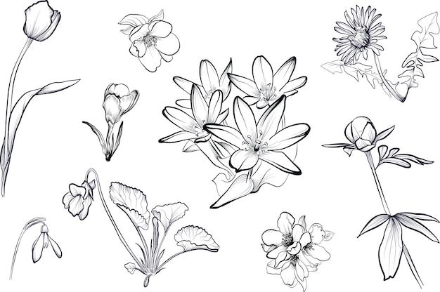 Ein Satz von handgezeichneten Blüten von Tulpen, Krokus, Schneeblümchen, Violettpeonie, Löwenzahn, Vektor