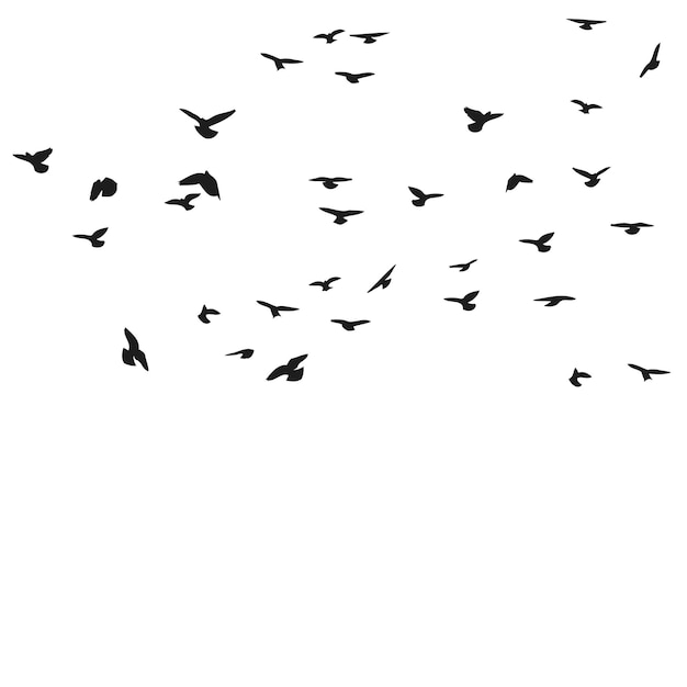 Ein schwarm fliegender vögel, silhouettenflug in verschiedenen positionen, schweben, landen, flattern