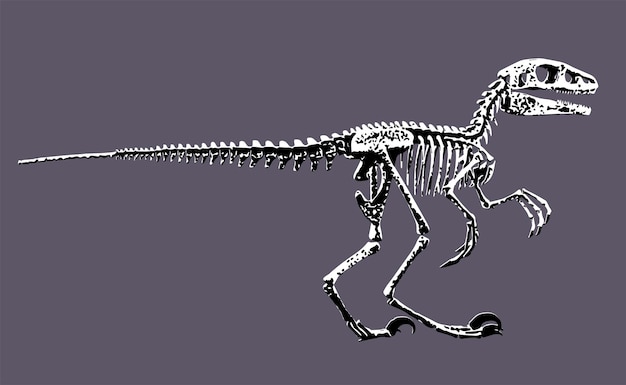 Vektor ein skelett eines dinosauriers mit langem schwanz und langem schwanz.