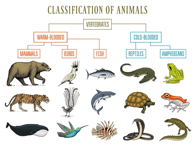 Ein weißer hintergrund mit einem diagramm von tieren und vögeln.