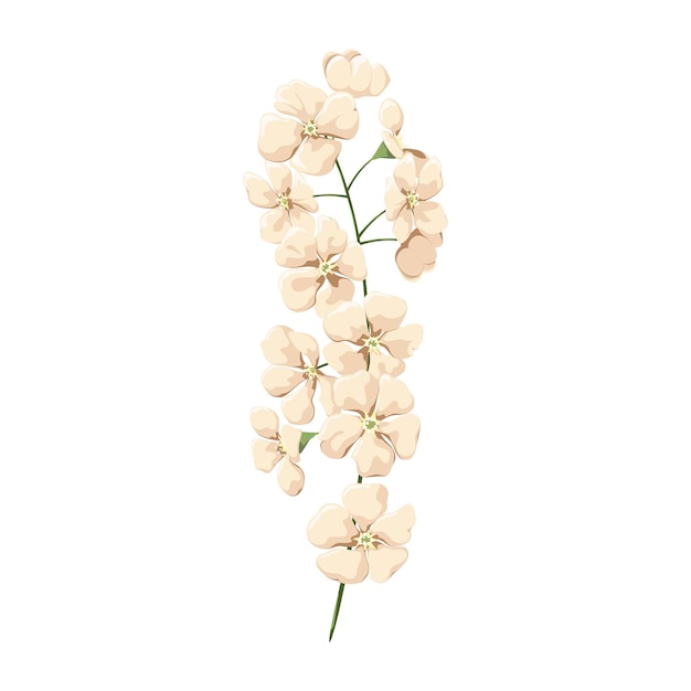 Ein Zweig mit weißen Blumen auf weißem Hintergrund Blumen zur Dekoration Vektor