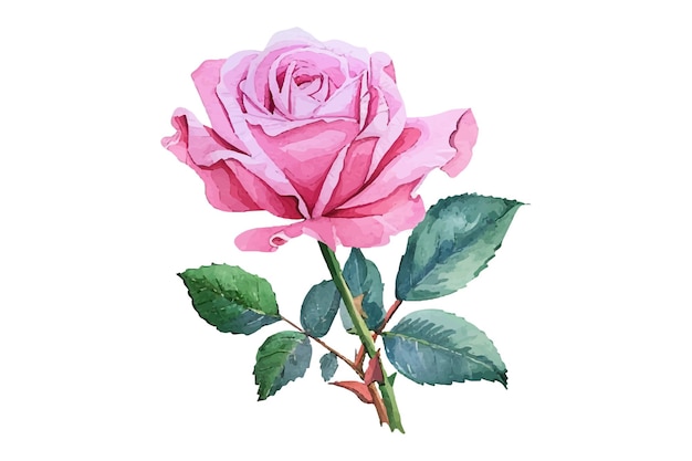 eine Aquarell-Zeichnung von einer Rose und Blättern
