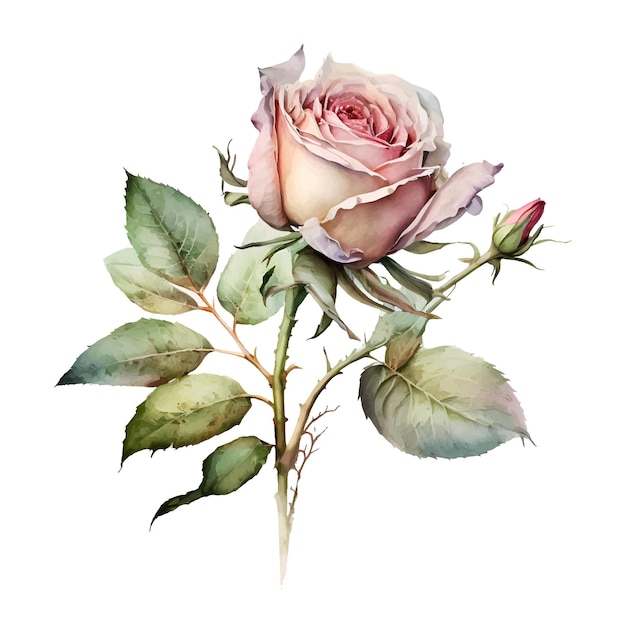 Vektor eine aquarellmalerei einer rosa rose mit grünen blättern