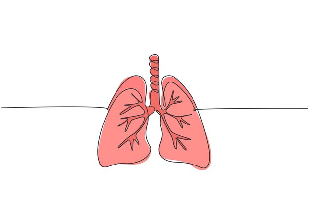 Vektor eine durchgehende linienzeichnung der grafischen vektorillustration des anatomischen menschlichen lungenorgans