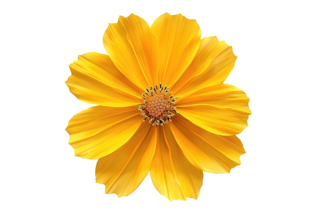 eine gelbe Blume mit einem gelben Mittelpunkt
