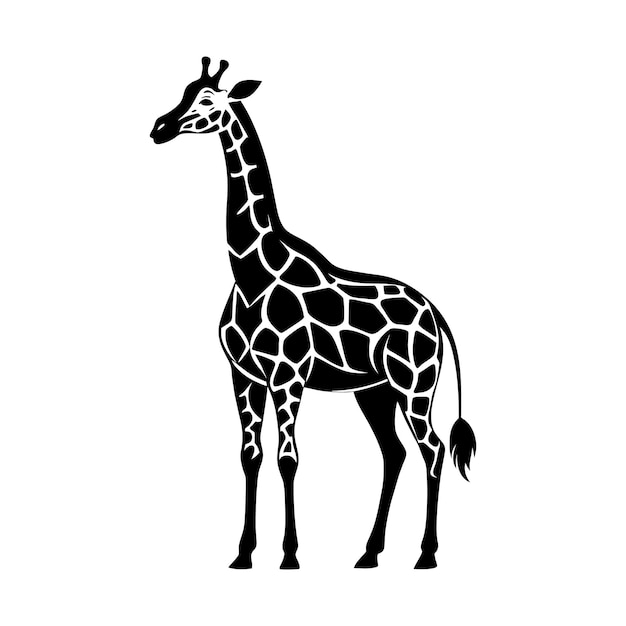 Eine Giraffe mit einer schwarz-weißen Zeichnung auf weißem Hintergrund