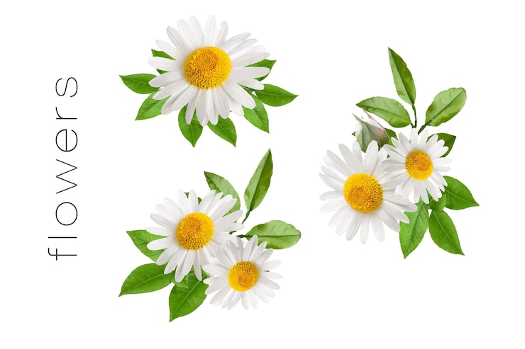 Eine Gruppe weißer Blumen