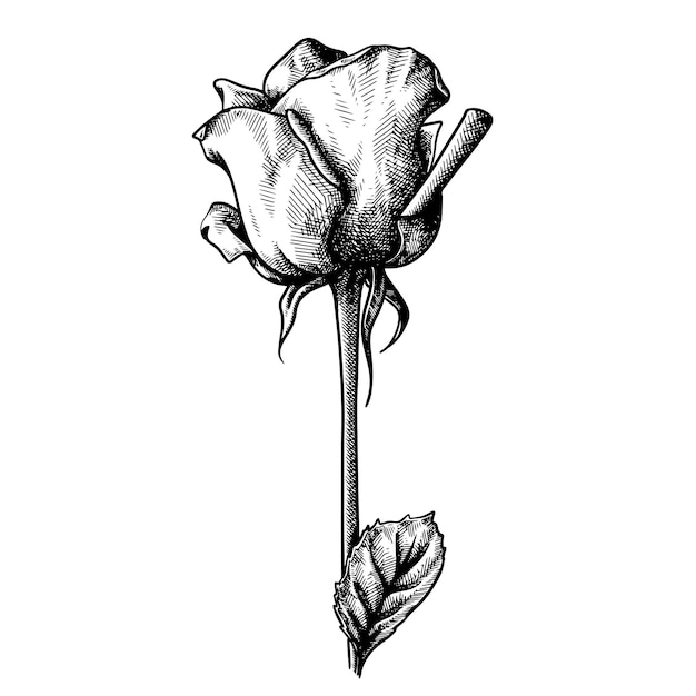 Eine halb geöffnete Rose