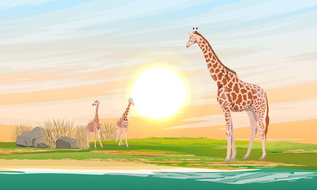 Eine herde afrikanischer giraffen geht im morgengrauen am see entlang wilde tiere afrika
