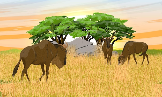 Eine Herde Gnus steht im hohen, trockenen Gras. Wilde Huftiere der afrikanischen Savanne