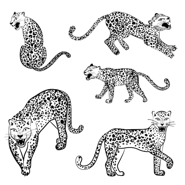 Eine Reihe knurrender Leoparden in verschiedenen Posen