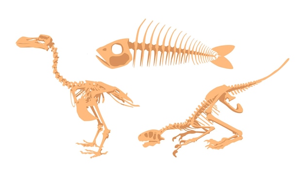 Vektor eine reihe von knochen aus ausgrabungen für das paläontologische museum skelette von tieren und dinosauriern