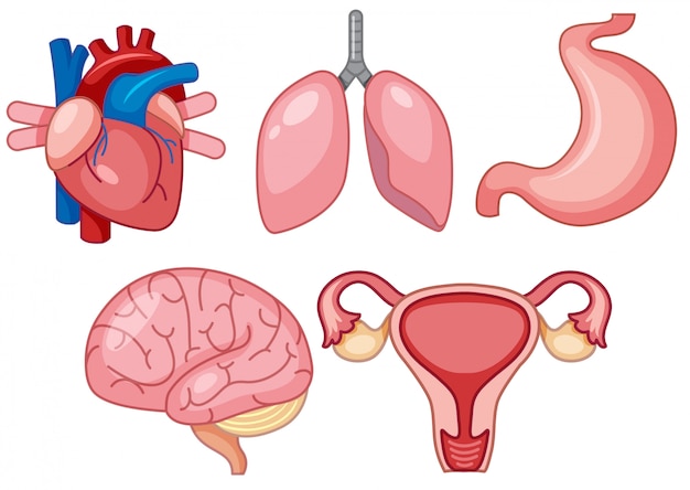Eine reihe von menschlichen organen