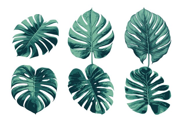 Vektor eine reihe von monstera-blättern auf weißem hintergrund