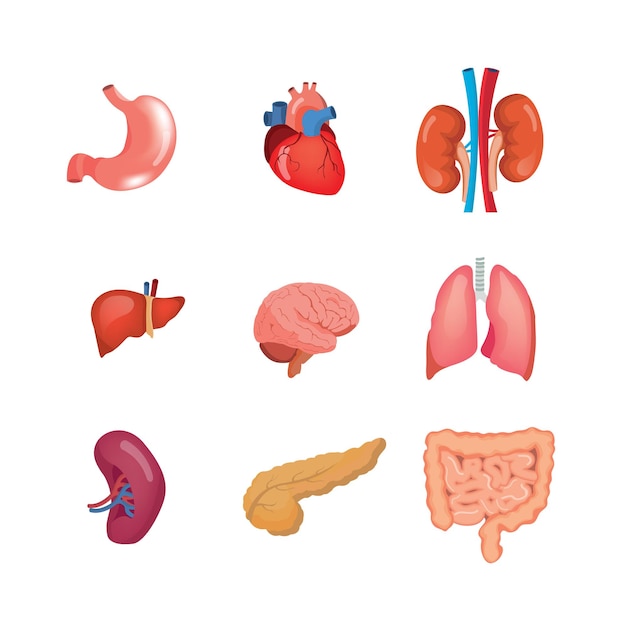 Vektor eine reihe von organen der menschlichen anatomie in der medizinischen wissenschaft