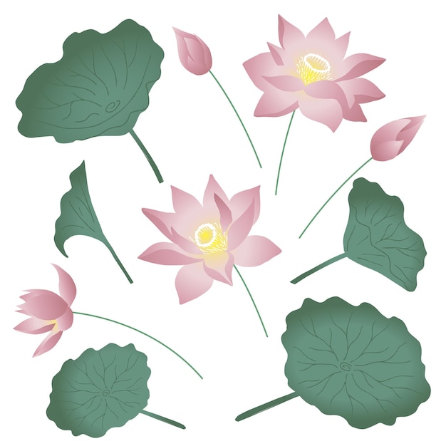 Eine sammlung lotosfarbener skizzen