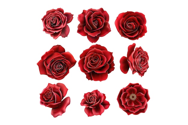 eine Sammlung roter Rosen
