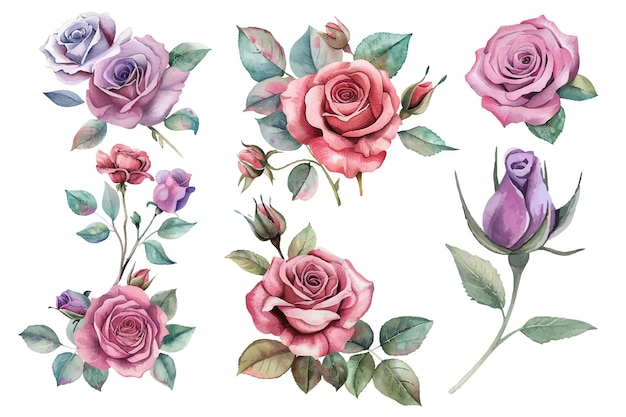 eine Sammlung von Rosen und Blättern aus der Sammlung