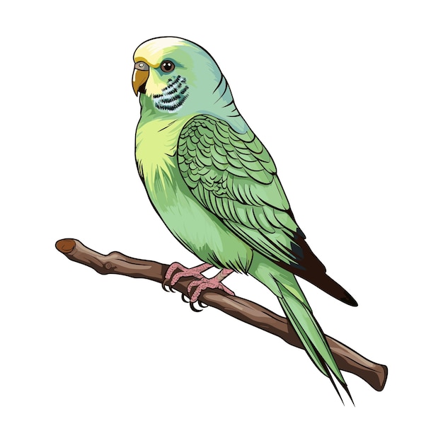 Eine schöne Vektorskizze von einem Budgie