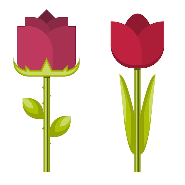 Eine tulpe und eine rose auf weißem hintergrund vektorgrafiken für ihr design