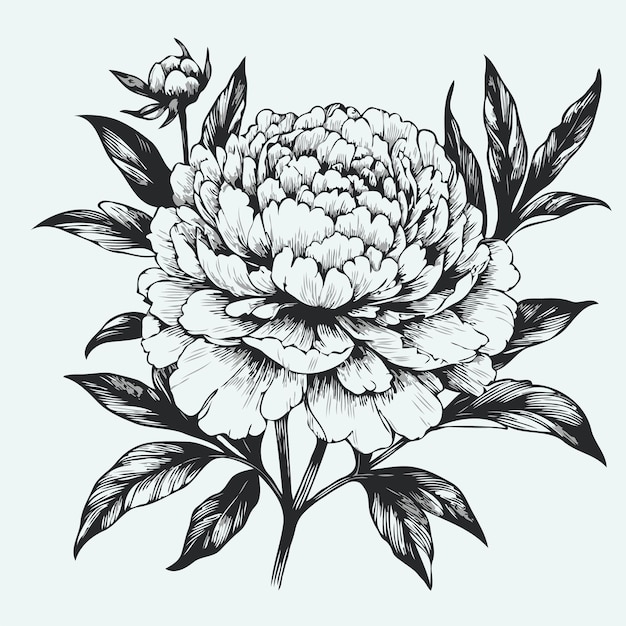 eine Zeichnung einer Blume, auf der das Wort Dahlia steht