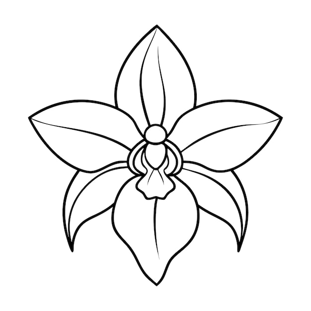 eine Zeichnung einer Blume mit einem weißen Hintergrund, auf der Lotus steht