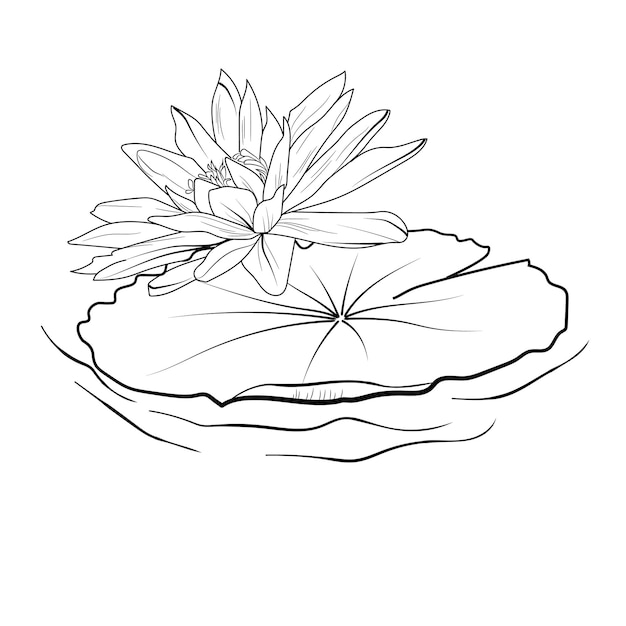 Vektor eine zeichnung von blättern auf einem weißen hintergrund, ein bouquet von lilienblumen-vektorkunst